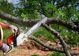 Best Palm Tree Trimming  in Sheldon, IL