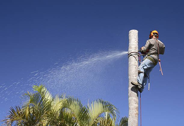 Best Arborist Consultation Services  in Sheldon, IL