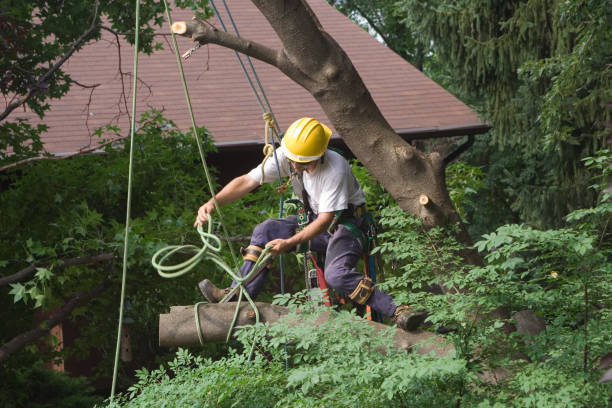 Best Tree Risk Assessment  in Sheldon, IL